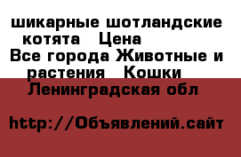 шикарные шотландские котята › Цена ­ 15 000 - Все города Животные и растения » Кошки   . Ленинградская обл.